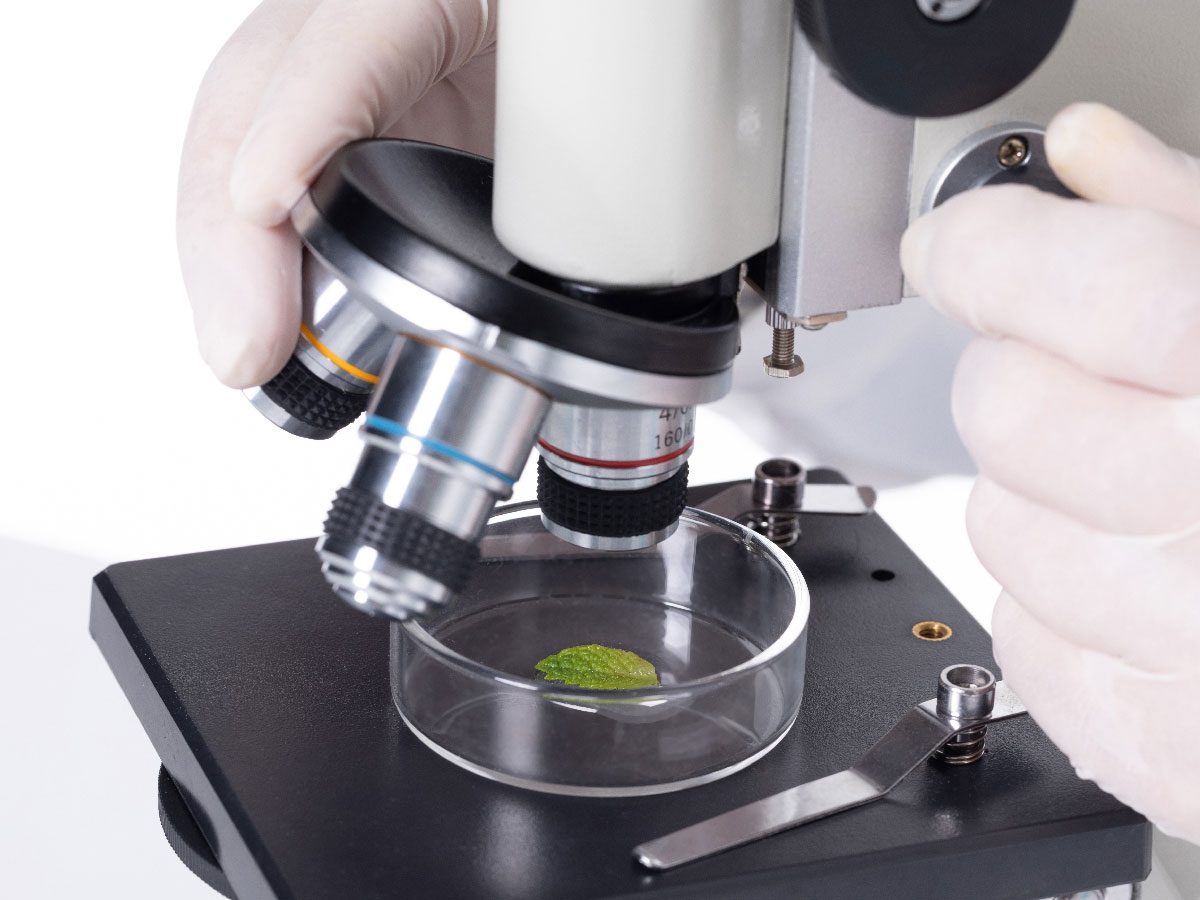 Scientist examining product sample under microscope during quality control testing