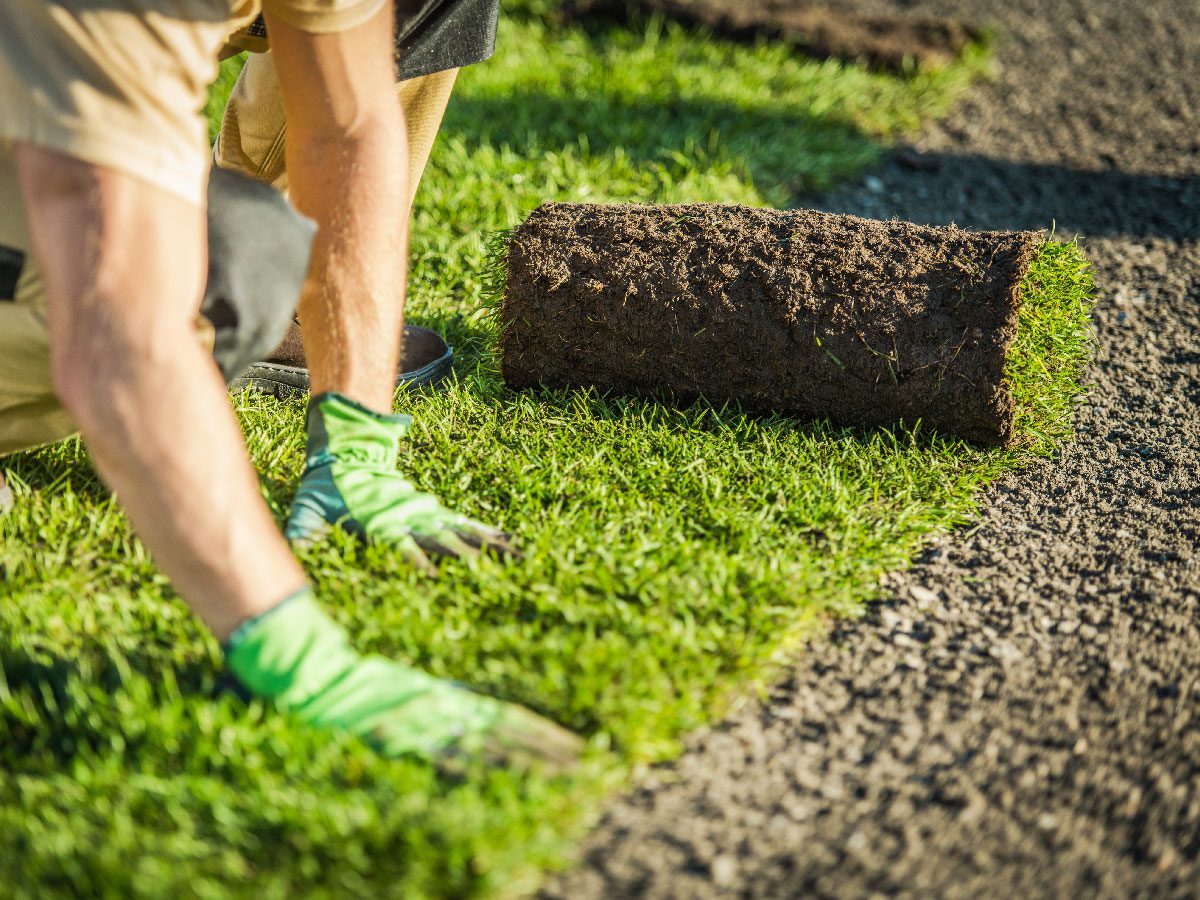 Installing natural turf grass for professional landscape and turf applications