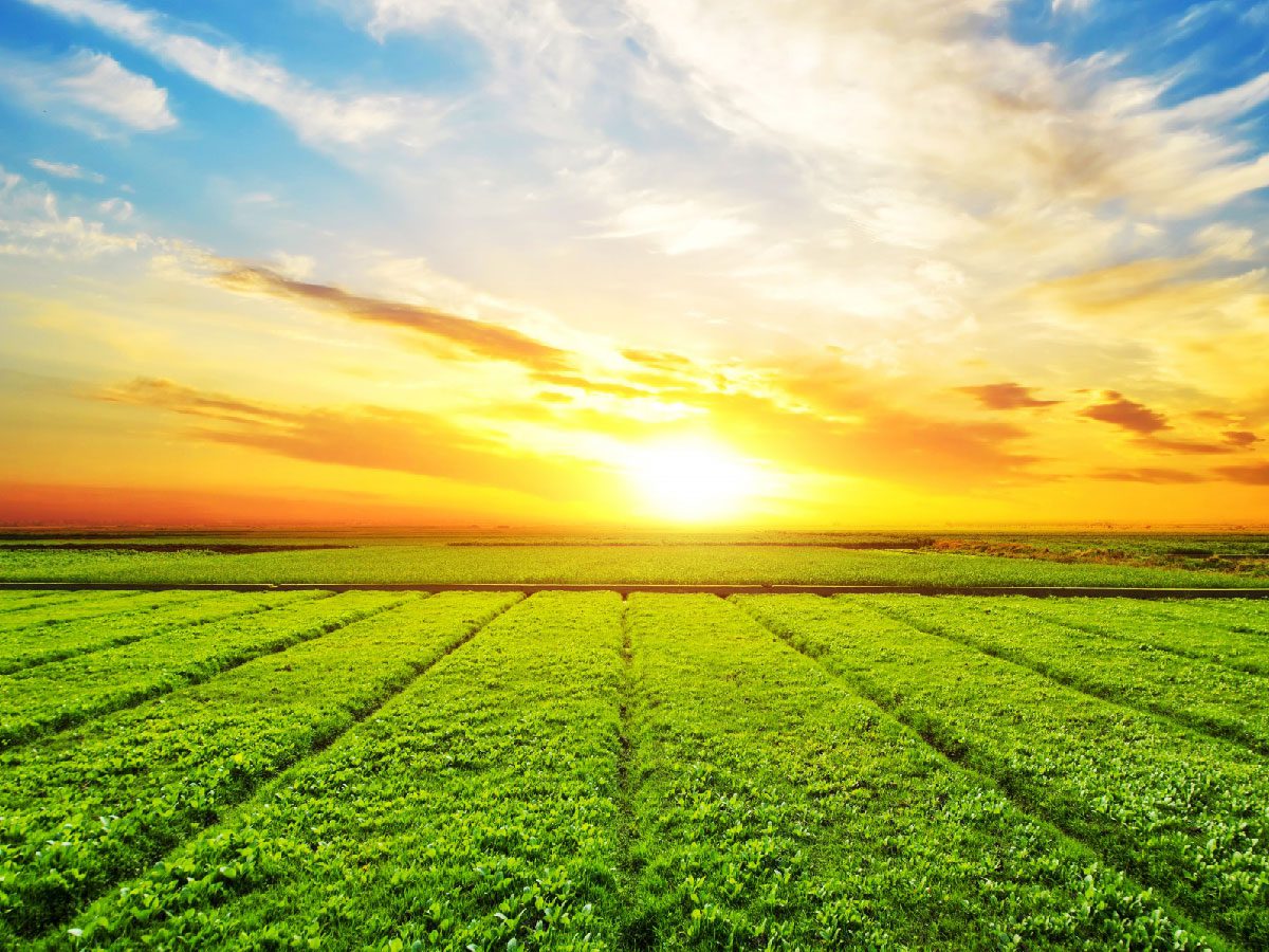 Sunny agricultural landscape representing healthy crops and sustainable farming conditions